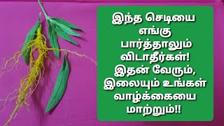 இந்த வேர் உங்களிடம் இருந்தால்,உங்களை யாராலும் அசைக்க முடியாது!துன்பங்களை  துரத்தும் தும்பஇலை தீபம்!