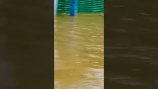 সিলেট বাসীকে আল্লাহ হেফাজত করুন 😭😭😭 #subscribers #2024 #floods #sylhet #fypシ゚viral