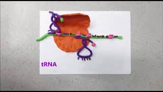 From mRNA to Protein -Translation  מרנא לחלבון - תרגום