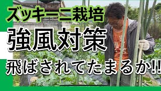 【ズッキーニ栽培】強風対策　頭の新芽を飛ばされないように支柱を立てました