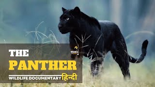 The Panther - हिन्दी डॉक्यूमेंट्री | Discovery channel documentary in Hindi