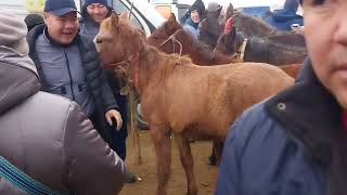 Бүгінгі Тараз Ас-Ер мал базарына 2,500🍋ға   Өте керемет Айғыр келді 🐎