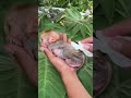 hungry baby monkey bibi was lucky enough to meet his father to take care of him and help him