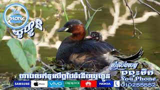 សំលេងសត្វពពុះទឹក Little Grebe