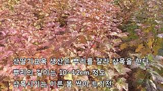 산딸기 묘목 산딸기 재배방법