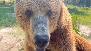 BIG BRUISER BEAR UP CLOSE