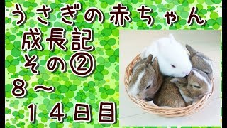 うさぎの赤ちゃん成長記②(生後８日目～１４日目)Baby rabbit growth record②