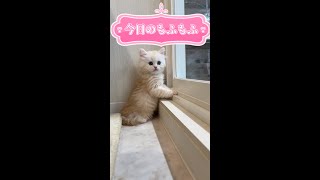 【今日もふ】一丁前のニャルソックが可愛い♡ミヌエット子猫【2022年9月22日】