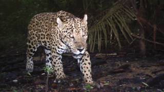 Counting Jaguars After A Hurricane