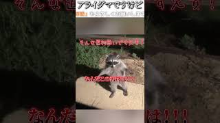 動物のおもしろ動画にツッコミどころ満載なアフレコしてみた＃165【アライグマ】【ハプニング映像】#shorts　#アフレコ #面白動画