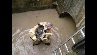 Challenge of evacuating animals from Hurricane Irma