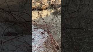 INCREDIBLE!! Wild Lynx hunting his breakfast in Kamloops