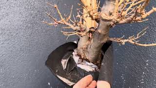 Patricia O'Connor, The Bonsai Balcony: Sunny Saturday balcony tour.