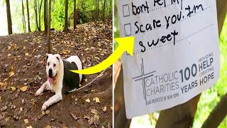 Man Discovers Chained Pit Bull in Park, Finds Attached Note and Knows What to Do