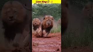 तेंदुआ शेर से क्यों बच निकलता है | Leopard vs Lion #shorts