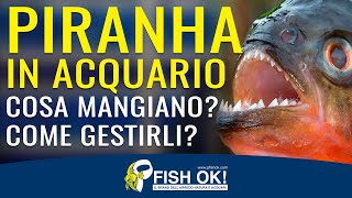 🐟 Gestire i Piranha in acquario: cosa mangiano, come fare ? il Serrasalmus Nattereri