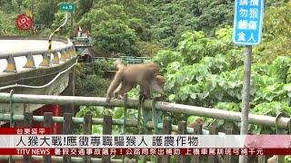 防猴害降損失 延平公所徵專職驅猴人 2019-07-08 IPCF-TITV 原文會 原視新聞