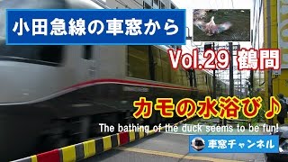 小田急線の車窓から vol.29 鶴間 カモの水浴び♪ The bathing of the duck seems to be fun!