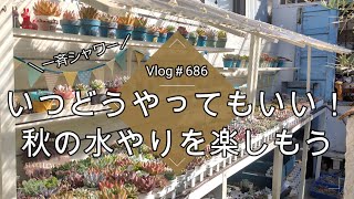 【Vlog686】【多肉植物】いつどうやってもいい！秋の水やりを楽しもう【多肉棚】【一斉シャワー】