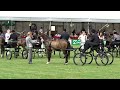 nationaal tuigpaarden concours norg 26 07 2016