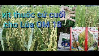 Xịt thuốc cử cuối cho lúa OM18|| giai đoạn 82 ngày sau sạ|| Nông Dân Miền Tây.