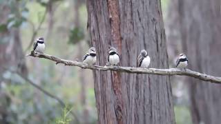 Diamond Firetail (Stagonopleura guttata) | Chiltern-Mount Pilot National Park, Victoria (AUSTRALIA)