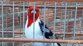 galo de Campina cuidado com o passaro que pode estragar seu Campina