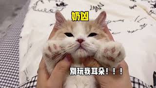 【黄桃不是猫】快转发给你身边的猛男看这个！#可爱猫咪 #萌宠 #小奶猫