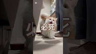 #猫 #スコティッシュフォールド #猫と料理 #猫のいる暮らし #cat #ミヌエット