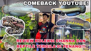 REVIEW KOLEKSI CHANNA DAN REPTILES TERGILA DI PENANG!!!