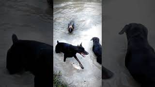 Watch till end 😈💥 #kennel #friendlydogs #kennelvisit #marko #pethouse #nature