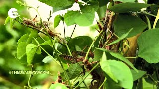 The Deadly Locust Swarm Full Documentary | Switch TV | Kenya Red Cross
