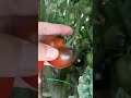 黑番茄採摘 black tomato harvest