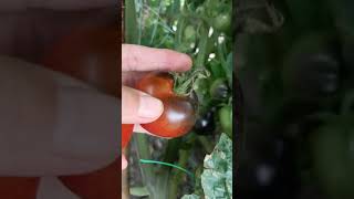 黑番茄採摘/black tomato harvest