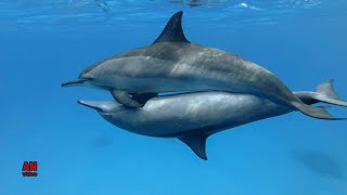 Dolphin Miting