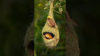 தூக்கணா குருவி 🐦🕊️🐣