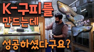 국제대회 휩쓴 구피 1짱 수족관이 한국스타일 물고기를 만들고 있었다구요?