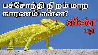 பச்சோந்தி நிறம் மாற காரணம் என்ன? l What causes a chameleon to change color? l Tamilnila Creations