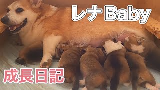 【DogHill】レナBaby誕生日記【コーギーブリーダー】