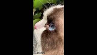 Cat being a jerk😏 Funny Animals Compilation