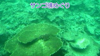 サンゴ礁めぐり