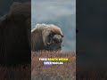 hear the sound of these oxen crashing at over 37 mph muskox feed shorts animalsfighting ox