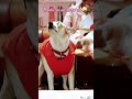 thada sa or karo na...🤪 pets dog naughty dog pet shorts shorts viral trending funny