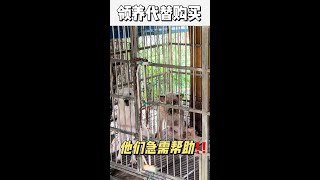 可以不爱，但请别伤害 | 领养代替购买 | 诗巫流浪猫狗救助站