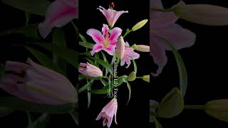 #shorts「花咲く図鑑」TimeLapse“Flowering picture book\