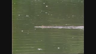 Throwback: This alligator escaped from the Denver Zoo for almost a month