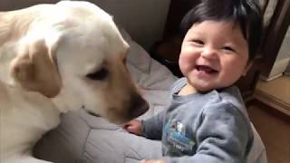 バウと赤ちゃん仲良くお遊び【ラブラドールと赤ちゃん】Labrador \u0026 Baby