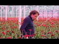 stronger roots and improved water quality with moleaer in gerbera cultivation case study