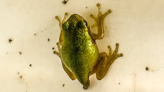 Gray Tree Frog Tadpole Turns Into Frog !!