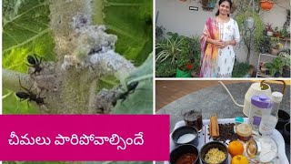 10 ways to control ants in the garden naturally.చీమల్ని అరికట్టడానికి 10 మార్గాలు#Gardening Tips